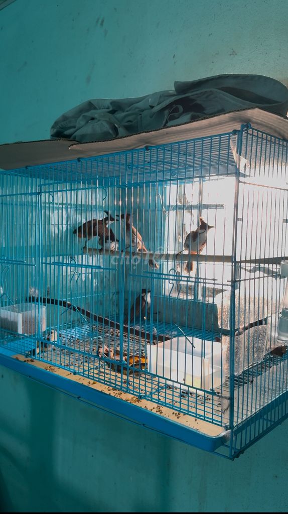 Cần bán 5 con chim chào mào bộ to thiếu lông