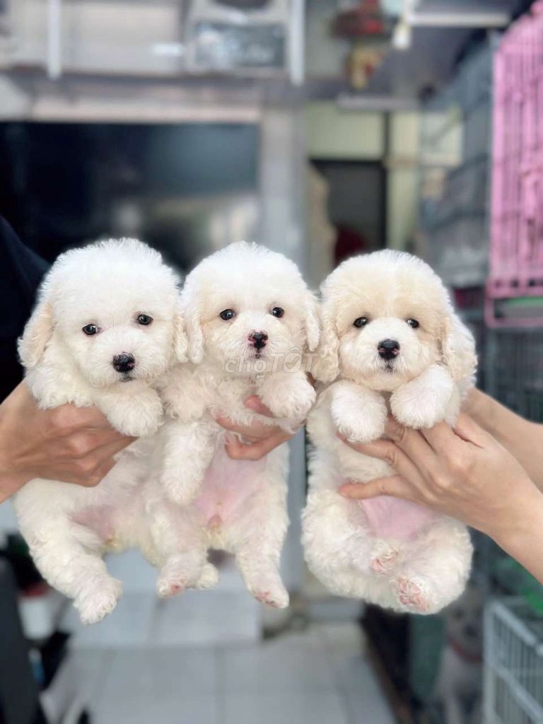 POODE TUNY TÌM NHÀ MỚI. Mua bán Chó tại Quận Bình Tân Tp Hồ Chí Minh được đăng bởi My Hoạ hình 7