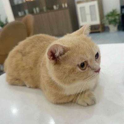 Mèo Golden lông ngắn đực đã tiêm