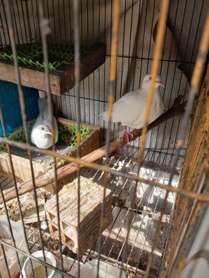 Cu pháp trắng. Mua bán Chim tại Quận Bình Tân Tp Hồ Chí Minh được đăng bởi GIA HƯNG