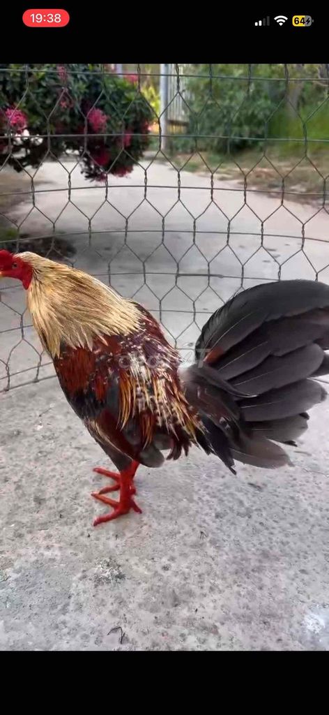 Gà Chuối lửa trống màu Nâu, vàng, đen. Mua bán Gà tại Thị xã Vĩnh Châu Sóc Trăng được đăng bởi Nguyễn Khang hình 1