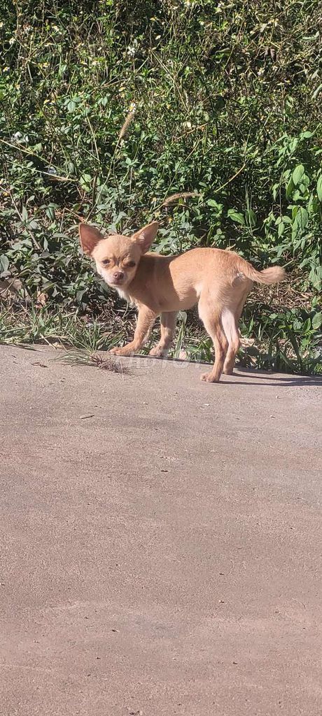 Chó Chihuahua màu Nâu vàng. Mua bán Chó tại Huyện Trảng Bom Đồng Nai được đăng bởi Mai hình 1