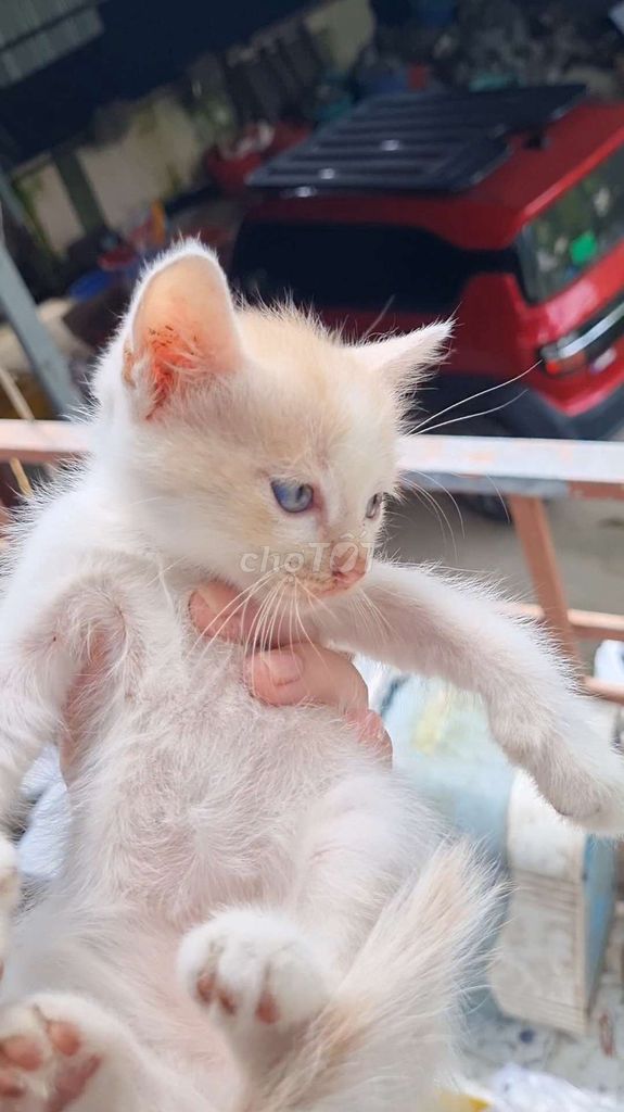 mèo lai nhà đẻ. Mua bán Mèo tại Thành phố Long Xuyên An Giang được đăng bởi Nghi hình 1