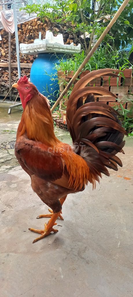 Thái mỹ 3k5. Mua bán Gà tại Huyện Vĩnh Thạnh Cần Thơ được đăng bởi tran hoang hình 1