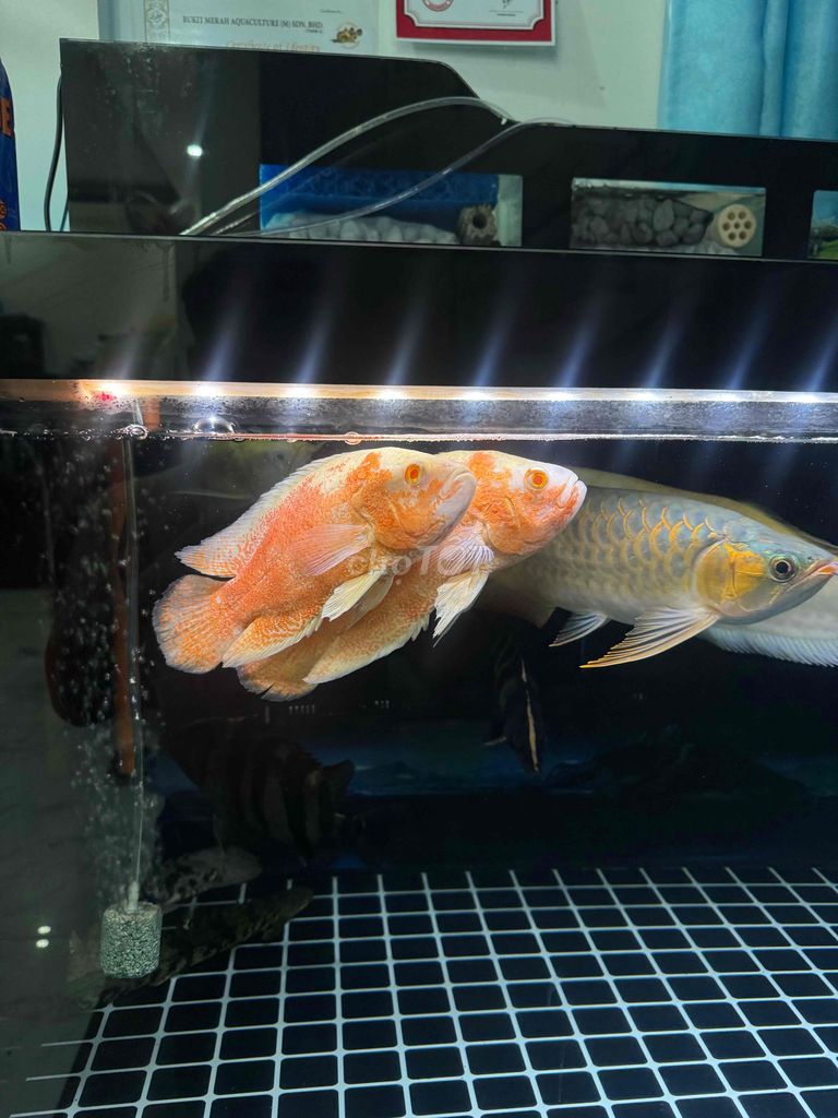 Cá tai tượng Đỏ 6 ngón. Mua bán Thú cưng khác tại Quận Cái Răng Cần Thơ được đăng bởi Duong Thang hình 1
