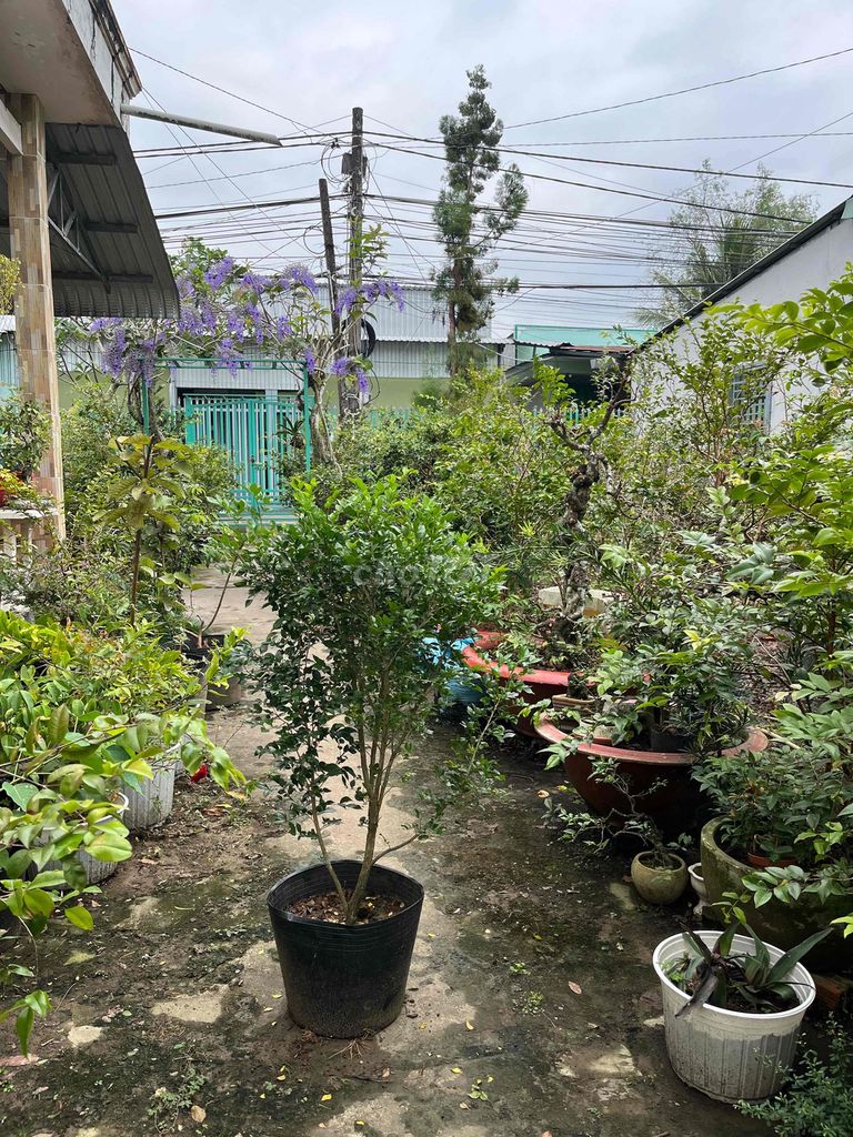 cây nguyệt quế lá nhỏ. Mua bán Cây cảnh, đồ trang trí tại Quận Cái Răng Cần Thơ được đăng bởi Vườn Nho Thân Gỗ hình 1