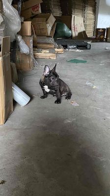 tìm nhà mới cho bé bull pháp