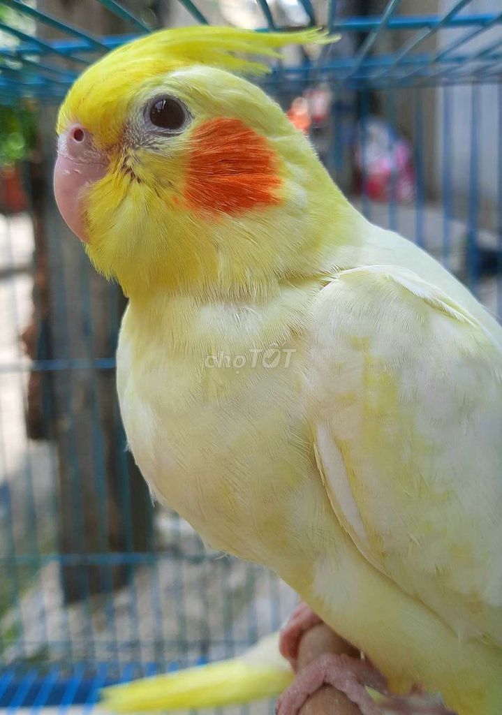 Vẹt thân thiện Cockatiel Vàng má đỏ. Mua bán Chim tại Quận Gò Vấp Tp Hồ Chí Minh được đăng bởi Vẹt Cảnh Hiền Ngoan Thuần tại TPHCM hình 1