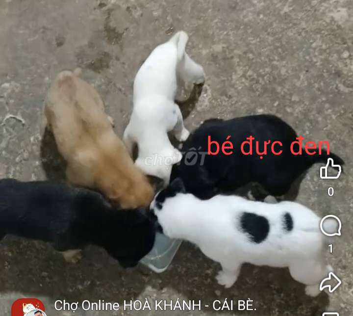 tặng cho con. Mua bán Chó tại Huyện Cái Bè Tiền Giang được đăng bởi Huy hình 1