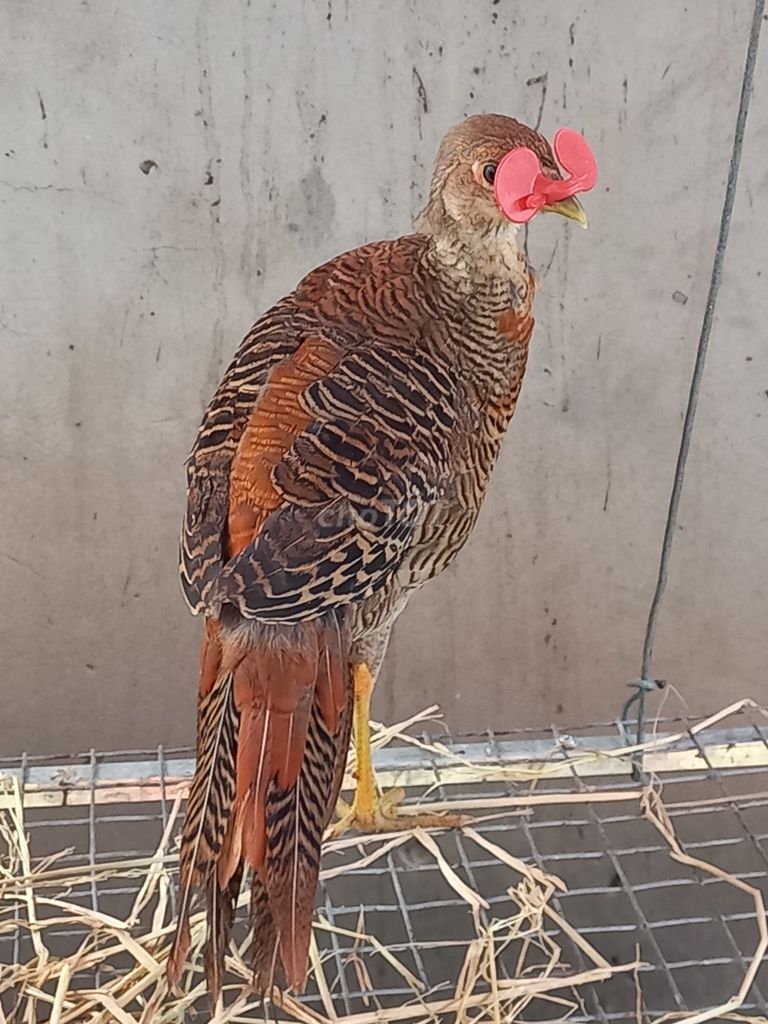 Cặp Chim trĩ 7 màu đỏ. Mua bán Chim tại Huyện An Phú An Giang được đăng bởi Nguyễn minh đức hình 1