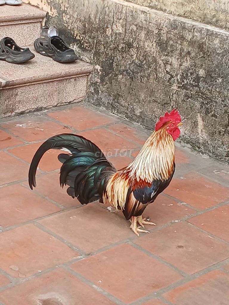 Gà tre Đa sắc Đực Khỏe mạnh. Mua bán Gà tại Huyện Sóc Sơn Hà Nội được đăng bởi Nam hình 1