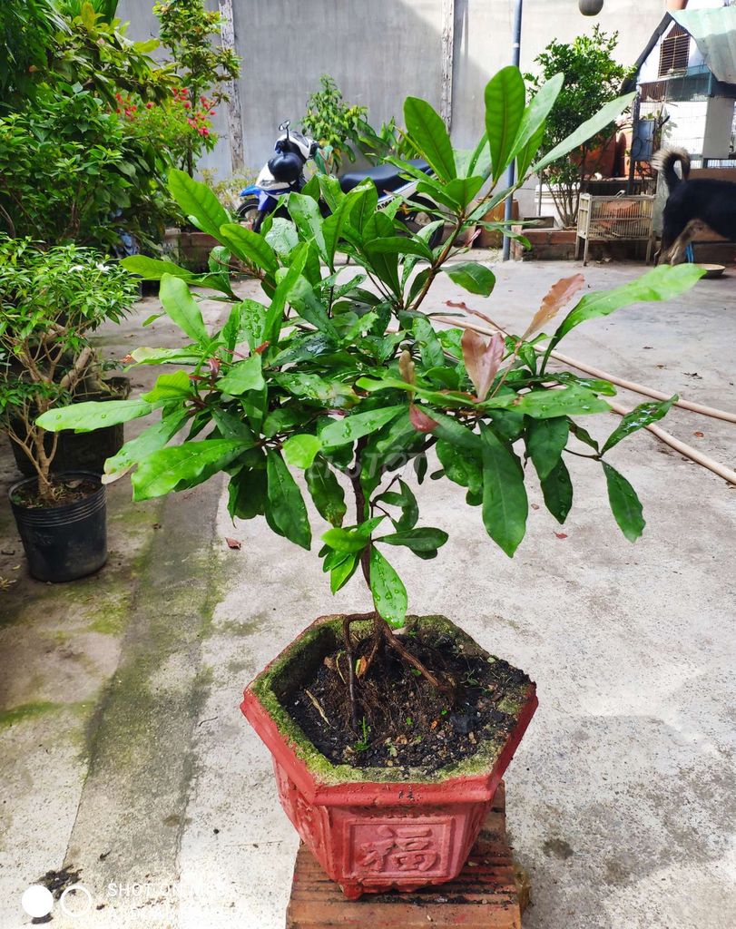Cây Thần Kỳ . Mua bán Cây cảnh, đồ trang trí tại Thành phố Nha Trang Khánh Hòa được đăng bởi nguyen binh hình 1