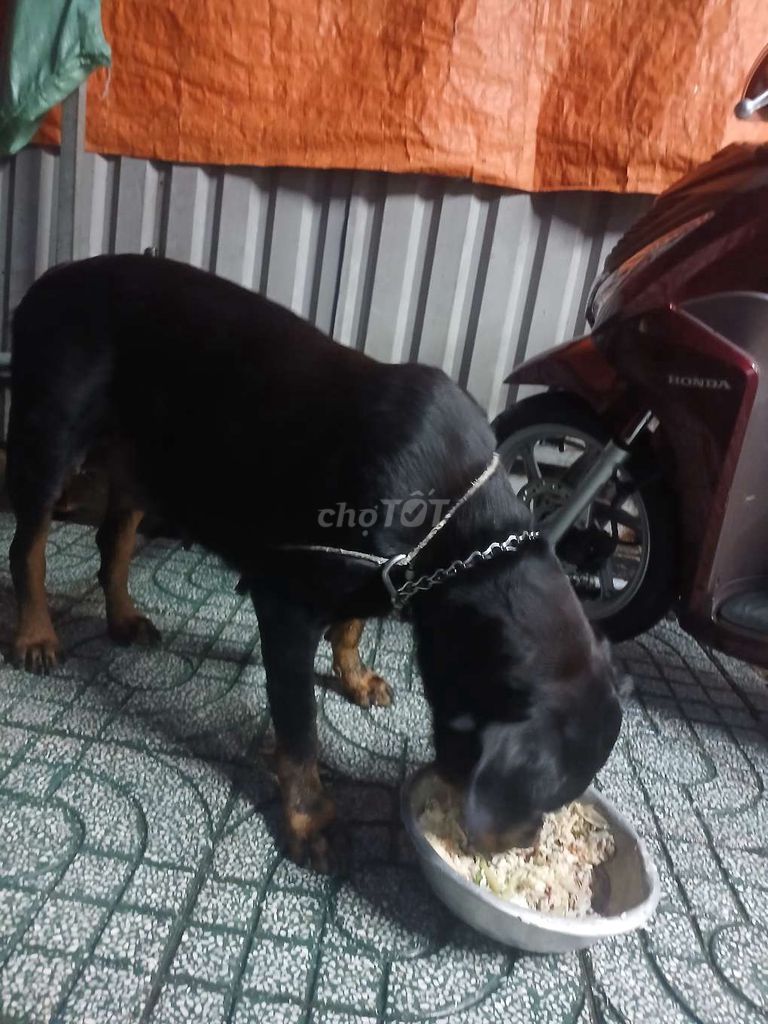 Rottweiler 45 ngày tuổi. Mua bán Chó tại Huyện Bình Chánh Tp Hồ Chí Minh được đăng bởi Kiệt Phạm hình 4