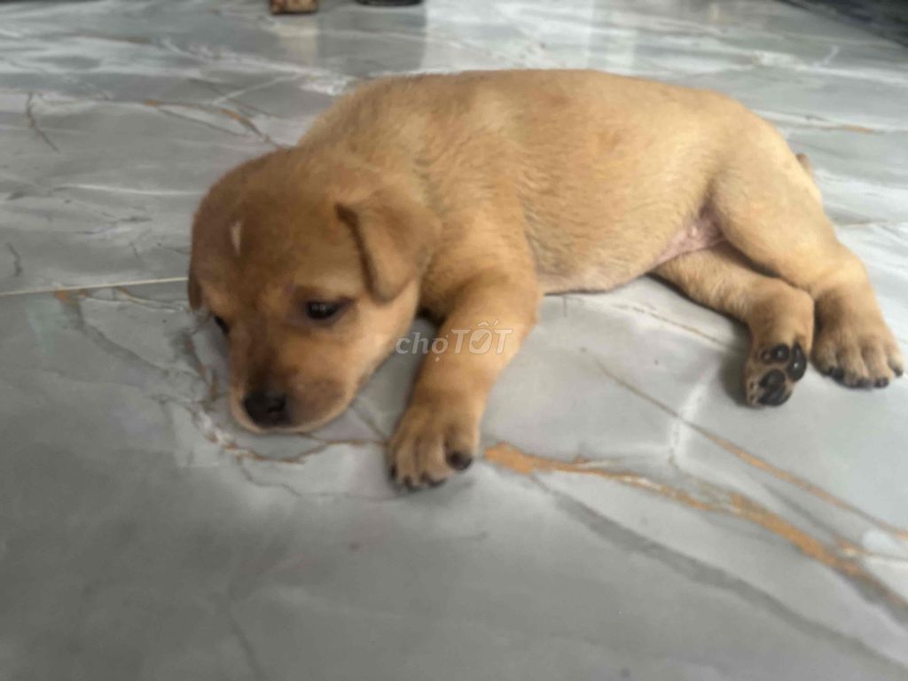 Chó con màu Nâu vàng. Mua bán Chó tại Thành phố Long Xuyên An Giang được đăng bởi Shop Quý Khang hình 1