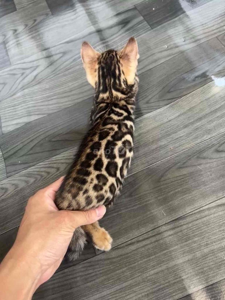 Mèo Bengal cái 2 tháng tuổi. Mua bán Mèo tại Quận 6 Tp Hồ Chí Minh được đăng bởi Nguyễn thiên thời hình 1