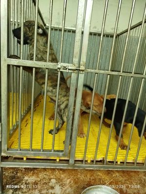 Chó Ngao Ý đực tay chân cực khủng