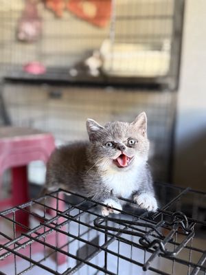 Mèo Munchkin đực cái 2 tháng
