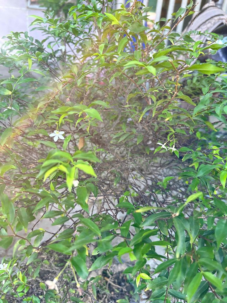 Cây cảnh Mai chiếu thủy. Mua bán Cây cảnh, đồ trang trí tại Quận Liên Chiểu Đà Nẵng được đăng bởi kiwi hình 1