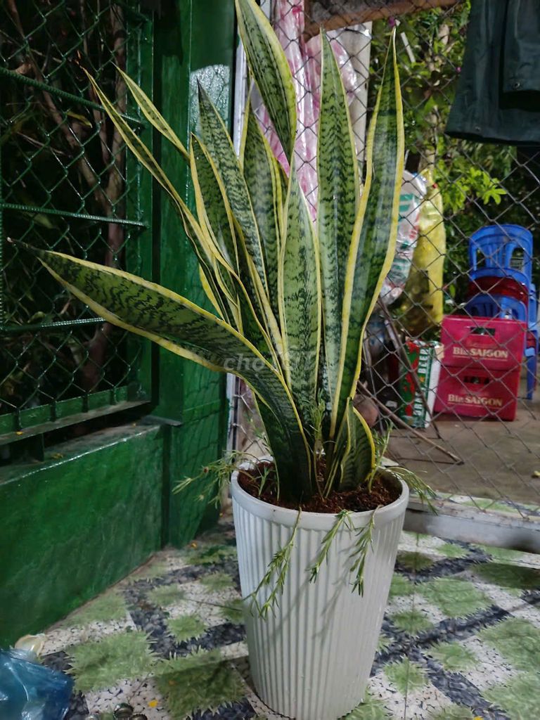 Cây lưỡi hổ lá dài. Mua bán Cây cảnh, đồ trang trí tại Thành phố Sa Đéc Đồng Tháp được đăng bởi Cô 6 Hậu hình 1