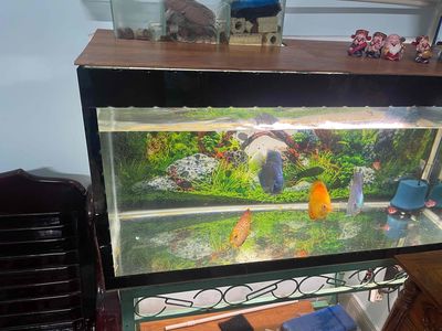 không có thời gian chăm bán lại cho ai đam mê
