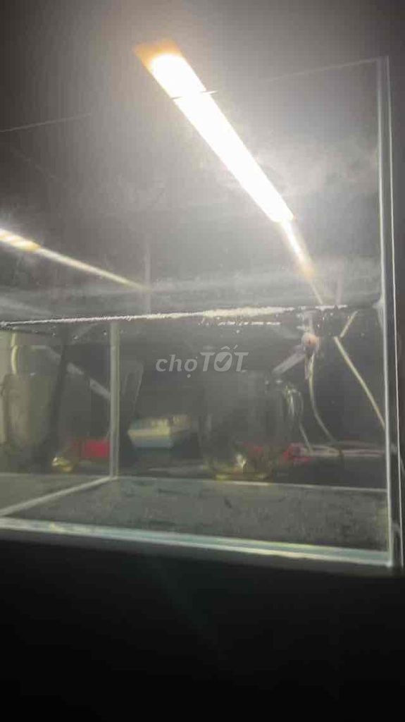 Cá betta nhiều màu sắc, kích thước nhỏ. Mua bán Thú cưng khác tại Quận Gò Vấp Tp Hồ Chí Minh được đăng bởi Nguyễn Nhựt Duy hình 2