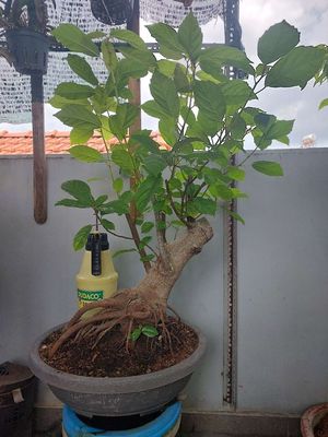 Sung bonsai dáng bay gốc đế lớn, H.thân 32 H.đế 97. Mua bán Cây cảnh, đồ trang trí tại Quận Tân Bình Tp Hồ Chí Minh được đăng bởi Vườn Phố