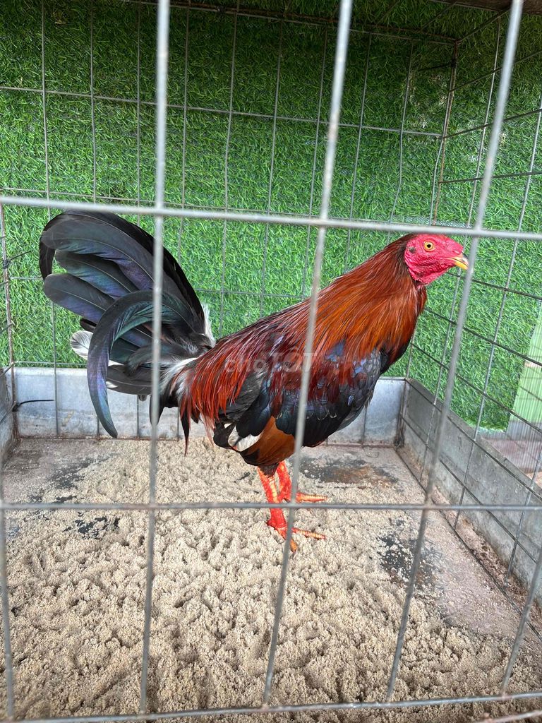 Tre Cuban Mỹ  1.4kg. Mua bán Gà tại Huyện Đất Đỏ Bà Rịa - Vũng Tàu được đăng bởi Phong CHICKEN hình 1
