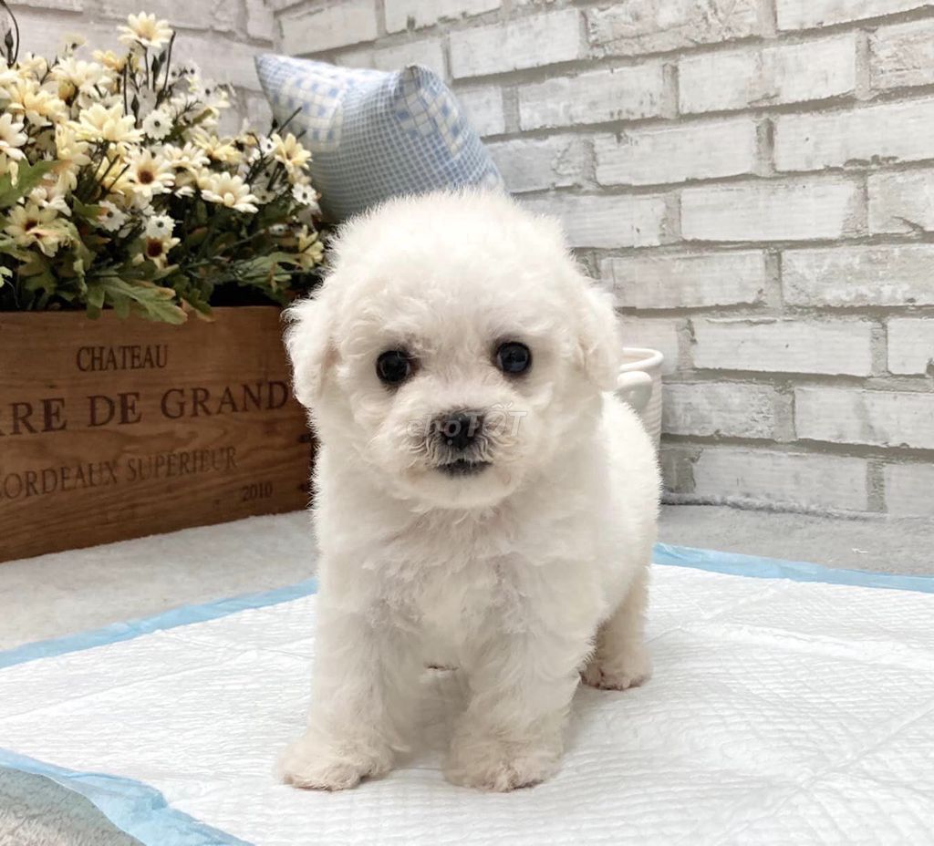 Poodle Trắng Tiny Cao Cấp