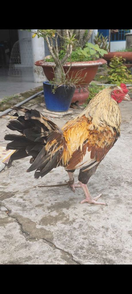 Gà nòi Thái Mỹ tơ 6 tháng #45. Mua bán Gà tại Huyện Châu Thành Long An được đăng bởi Phuc Ga My hình 1