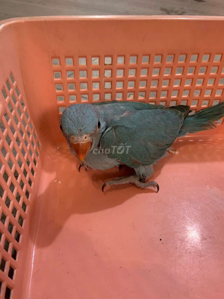 Vẹt Xanh lam Khỏe mạnh. Mua bán Chim tại Quận Cầu Giấy Hà Nội được đăng bởi Shop chim vẹt  hình 1