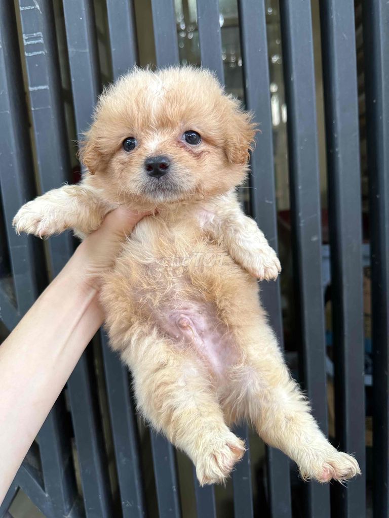 ❤️ cún nhật chân lùn ❤️. Mua bán Chó tại Quận Bình Thạnh Tp Hồ Chí Minh được đăng bởi BÁN THÚ CƯNG KHÔNG ĐĂNG ẢNH LỪA ĐẢO  hình 6