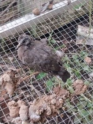 Chim cu gáy việt lẽ. Mua bán Chim tại Huyện Đức Hòa Long An được đăng bởi Gia Hân