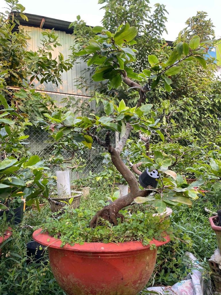 Mai giảo Nhuỵ ngọc hoàng Dáng long. Mua bán Cây cảnh, đồ trang trí tại Quận 12 Tp Hồ Chí Minh được đăng bởi tan nguyen hình 1