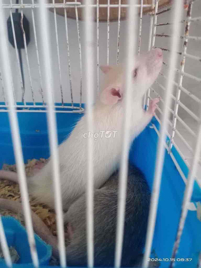 Chuột Dumbo Rat