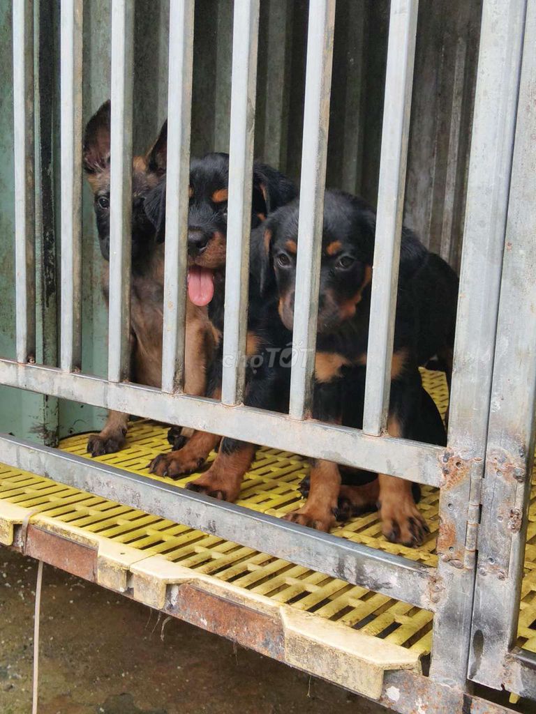 Rottweiler secbia thuần chủng. Mua bán Chó tại Thị xã Bến Cát Bình Dương được đăng bởi Malinois bình dương  hình 5