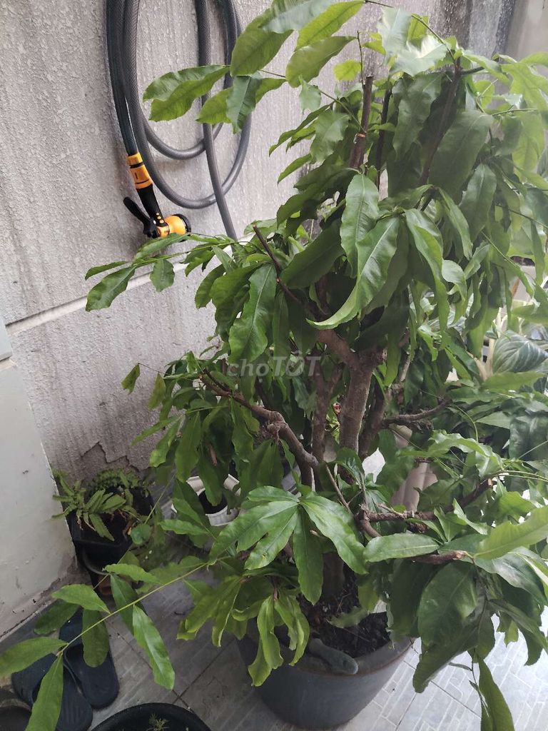 Cây Mai cảnh chậu Sứ. Mua bán Cây cảnh, đồ trang trí tại Quận Bình Tân Tp Hồ Chí Minh được đăng bởi Tuệ Doãn hình 1