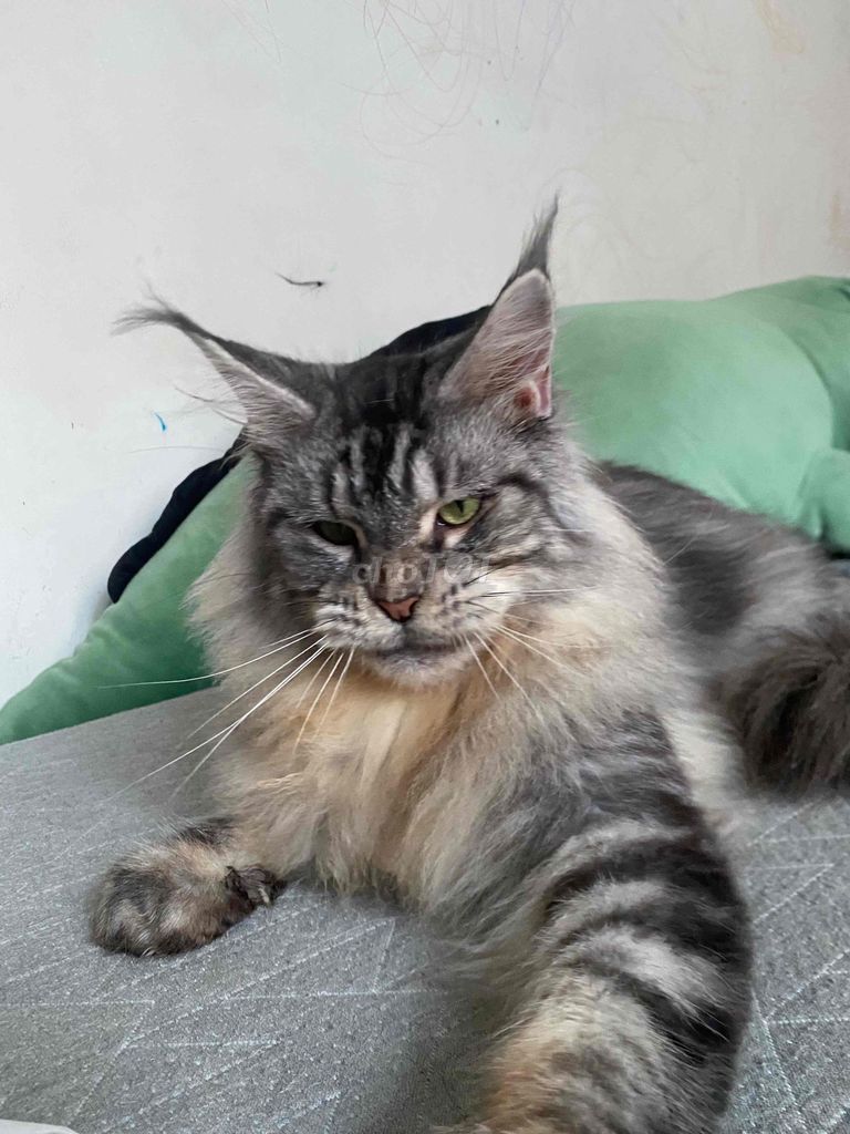 Mèo Maine Coon ns24. Mua bán Mèo tại Quận Nam Từ Liêm Hà Nội được đăng bởi Hoa Quỳnh hình 1
