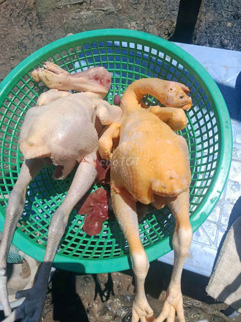 Bán gà nòi thả vườn. Mua bán Gà tại Huyện Bình Chánh Tp Hồ Chí Minh được đăng bởi Pham Thi My Tien hình 1