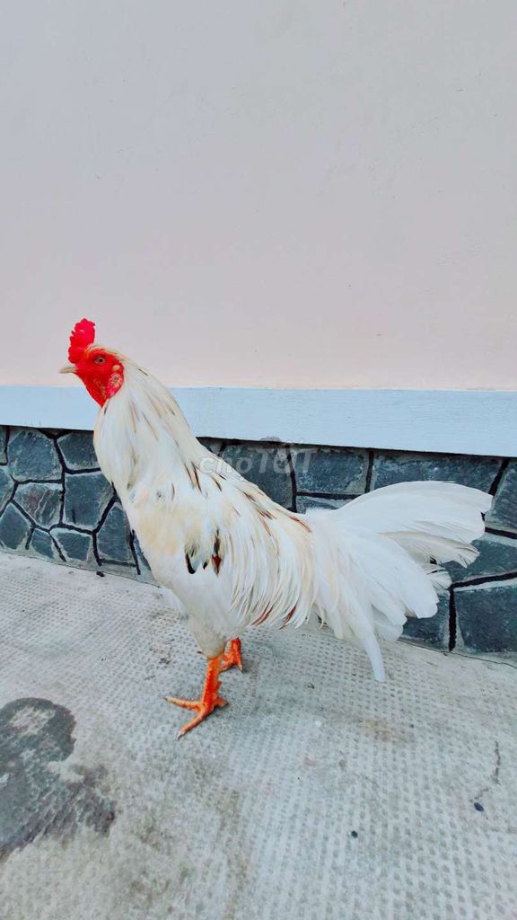 Gà chọi Trắng 3.2kg Đực. Mua bán Gà tại Thị xã Bình Minh Vĩnh Long được đăng bởi VanSang mai hình 1