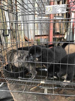 chó cỏ lai chó phú quốc 2 tháng tuổi