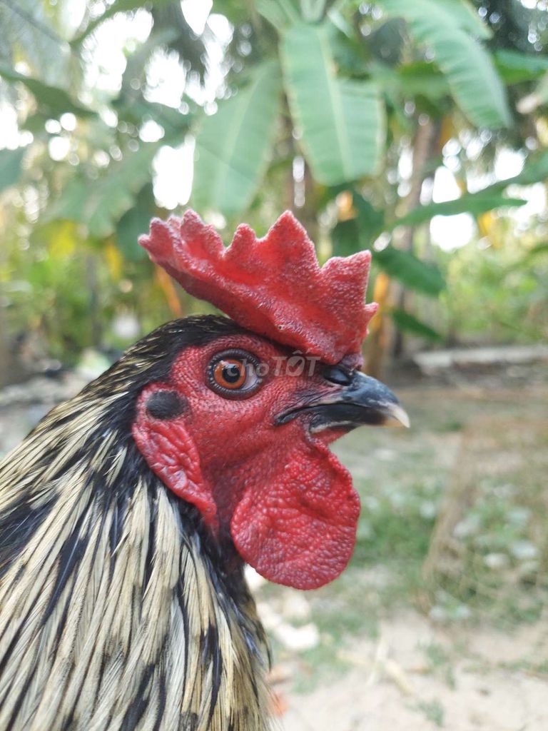 Gà Xám 3kg tơ zin từng cọng lông. Mua bán Gà tại Huyện Châu Thành Tiền Giang được đăng bởi thanh thai hình 1