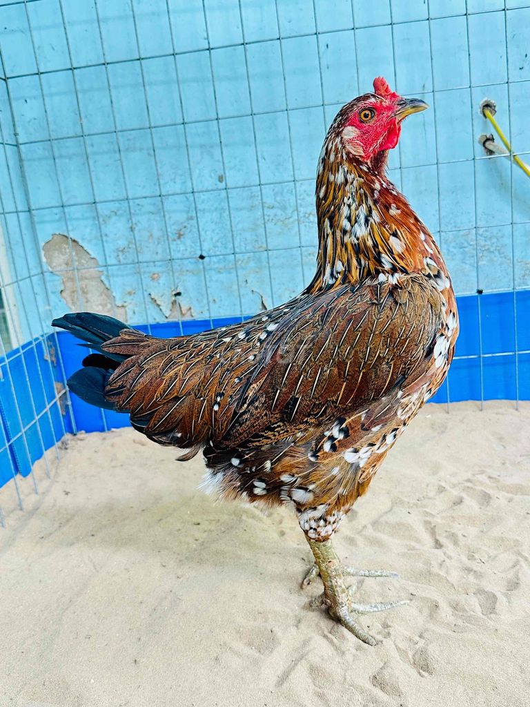 Gà mái bông vuông 2.3 kg. Mua bán Gà tại Huyện Cai Lậy Tiền Giang được đăng bởi gà đá Tiền Giang hình 1