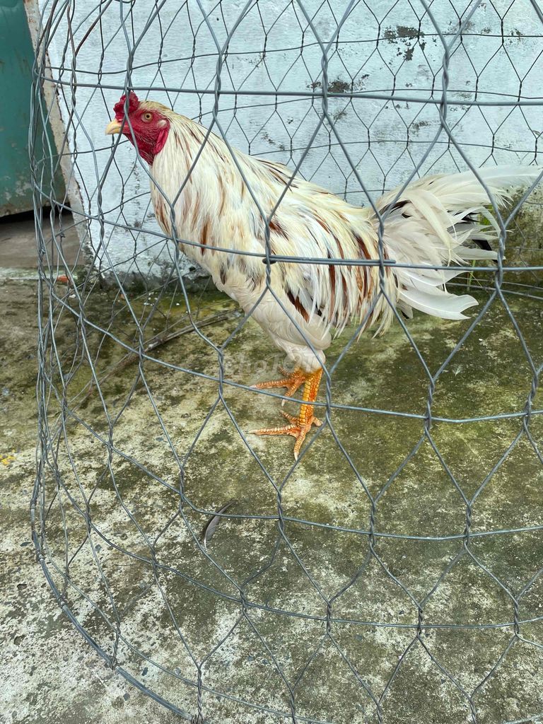 gà bướn 3kg3