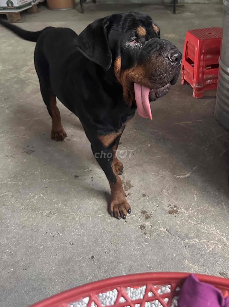 Chó Rottweiler Đen, Nâu. Mua bán Chó tại Huyện Đức Hòa Long An được đăng bởi lyly hình 1