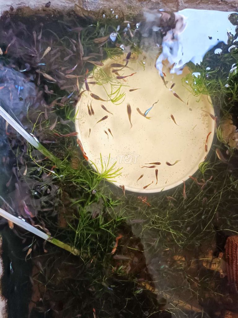 Cá bảy màu khỏe mạnh. Mua bán Thú cưng khác tại Huyện Nhơn Trạch Đồng Nai được đăng bởi Avan T hình 1