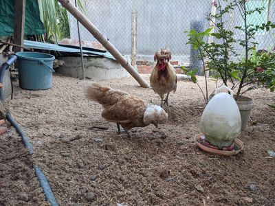 Bầy gà sư tử Ba Lan rất đẹp cho ai về nhân giống. Mua bán Gà tại Huyện Tây Sơn Bình Định được đăng bởi van nam