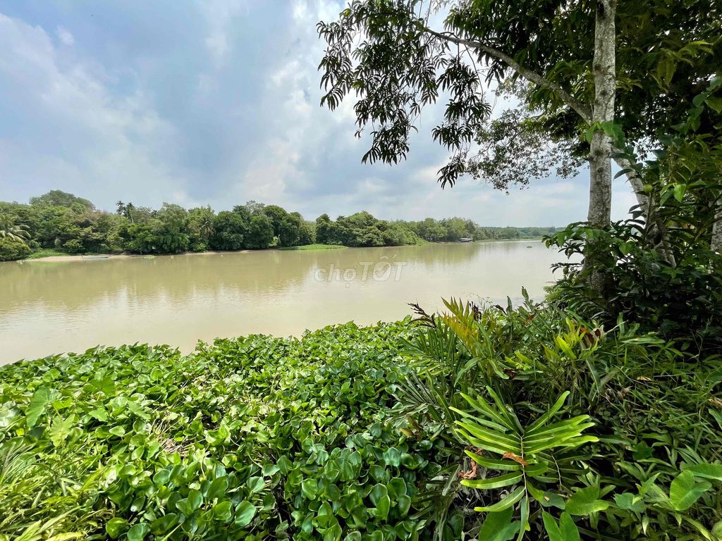 bán đất vườn cạnh sông SG xã An Phú dt : 2886m2 thổ cư 90m2  - 6,3 tỷ. Mua bán Đất tại Huyện Củ Chi Tp Hồ Chí Minh được đăng bởi Đào dung hình 5