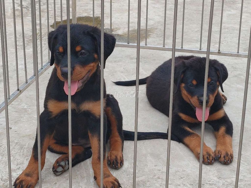 Chó Rottweiler.KG...