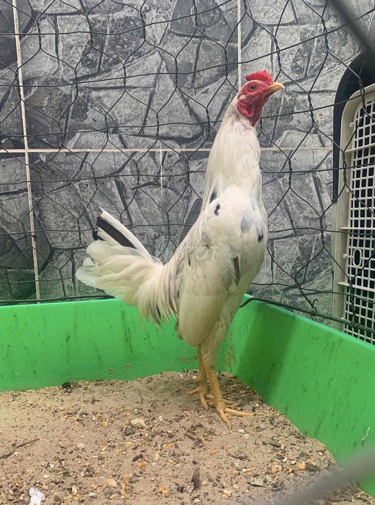 Bướm Asil Mỹ zin 100% có clip xổ 🐓