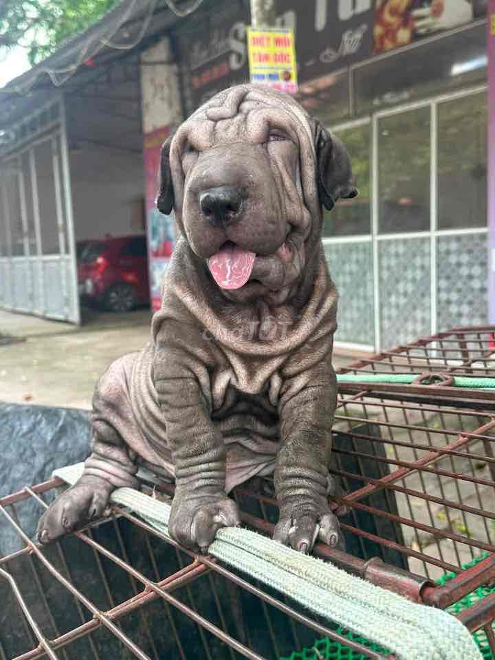 Chó Shar Pei Xám Cả hai. Mua bán Chó tại Thành phố Biên Hòa Đồng Nai được đăng bởi Nguyễn Thị Huỳnh Mai hình 1